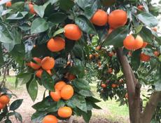 Продаются мандарины 