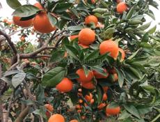 Продаются мандарины 