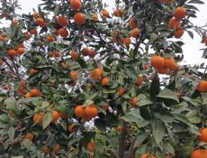 Продаются мандарины 