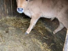 Телёнок мальчик