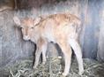 Продается теленок