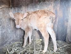 Продается теленок