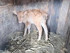 Продается теленок