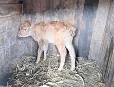 Продается теленок