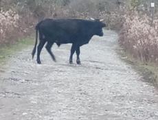 Адзюбжа добавить 