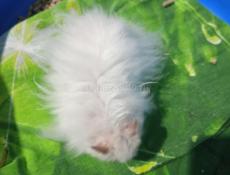 Сирийские и джунгарские хомяки.