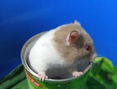 Сирийские и джунгарские хомяки.