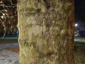 Сниму квартиру