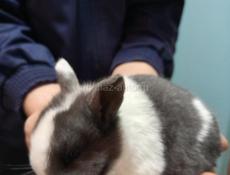 Карликовые кролики.