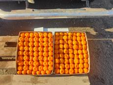 Куплю мандарины 