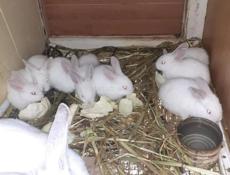 Кролики больших пород.