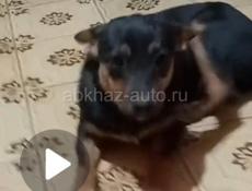 Пропала собака 🐶🐕. девочка.кто увидет прошу сообщите 