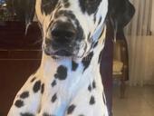 ПРОПАЛА СОБАКА СУХУМ В РАЙОНЕ РЫНКА ДАЛМАТИНЕЦ  НА ШЕЕ КРАСНЫЙ ОШЕЙНИК  ЗОВУТ БИМ  ЕСЛИ ЧТО ЗВОНИТЬ НА НОМЕР  