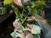 Сингониум Пинк 