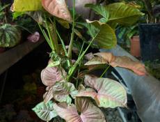 Сингониум Пинк 