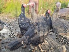 Срочно продажа индюков