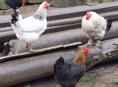 Продаются куры, петухи и гуси 