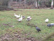 Продаются куры, петухи и гуси 