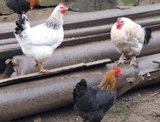 Продаются куры, петухи и гуси 