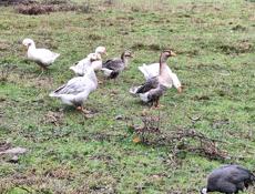 Продаются куры, петухи и гуси 