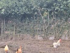 Продаются куры, петухи и гуси 