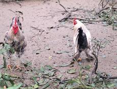 Продаются куры, петухи и гуси 