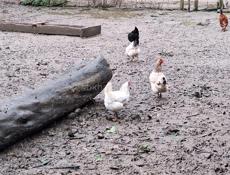 Продаются куры, петухи и гуси 