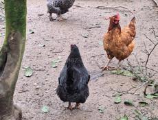 Продаются куры, петухи и гуси 