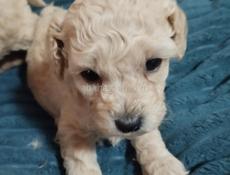 Щенки той пуделята 