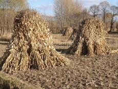 Продается чало