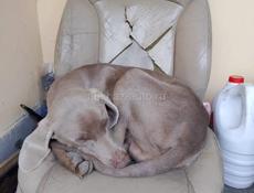 Найдена собака