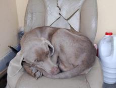 Найдена собака