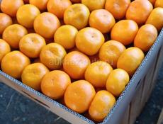 Куплю мандарины