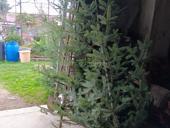 ЕЛКИ в продаже цены разные связь ватсап есть! Отдадим оптом дешевле в количестве 30 штук