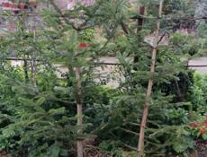 ЕЛКИ в продаже цены разные связь ватсап есть! Отдадим оптом дешевле в количестве 30 штук