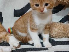 Отдам в добрые руки 