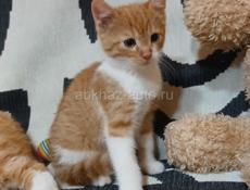 Отдам в добрые руки 