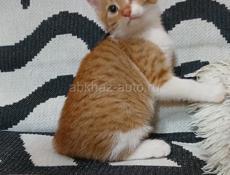 Отдам в добрые руки 