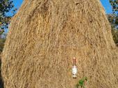 В продаже сено 