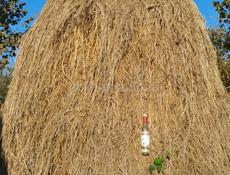 В продаже сено 