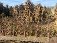 Продаю чала 