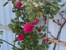 Сдаю посуточно A-frame 