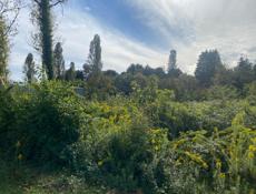 Участок Звандрипш вдоль дороги 🔥👍🔥👍