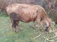 Продаю тельную корову