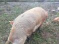 Свинья 
