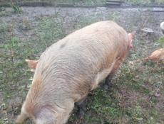 Свинья 