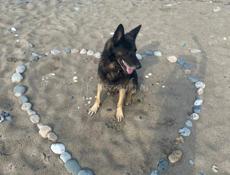 ПРОПАЛА СОБАКА