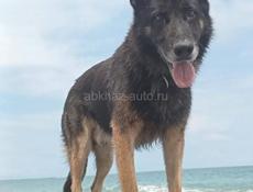 ПРОПАЛА СОБАКА