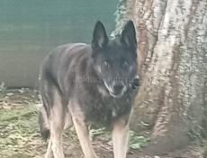 ПРОПАЛА СОБАКА