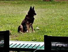 ПРОПАЛА СОБАКА